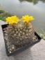 Preview: Weingartia neocumingii